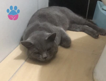 ÇİFTLEŞTİRMEK İÇİN EŞ ARIYORUM