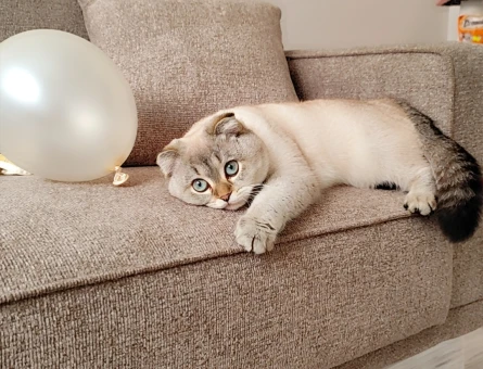 British Shorthair Kızım Boncuk 1 Yaşında Eş Arıyor - 118984440