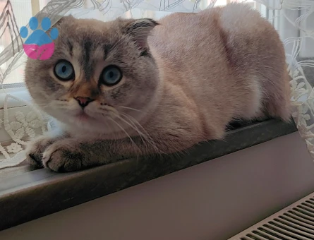 British Shorthair Kızım Boncuk 1 Yaşında Eş Arıyor