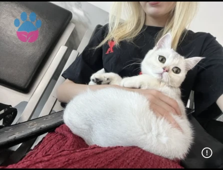 British shorthair kızım eş arıyor