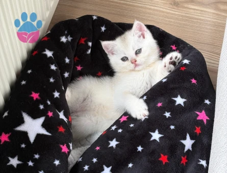 British shorthair kızım eş arıyor