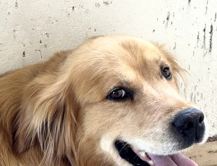 Golden köpeğime acil eş arıyorum!! - 118984445