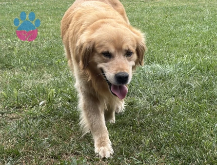 Golden köpeğime acil eş arıyorum!!