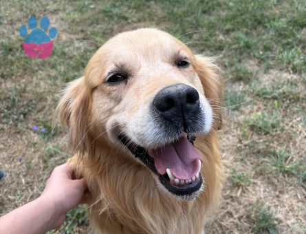 Golden köpeğime acil eş arıyorum!!