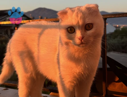 Scottish Fold 1 Yaşında Dişi Kızgınlıkta