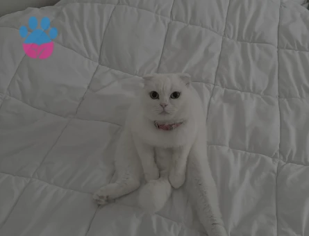 Scottish Fold 1 Yaşında Dişi Kızgınlıkta