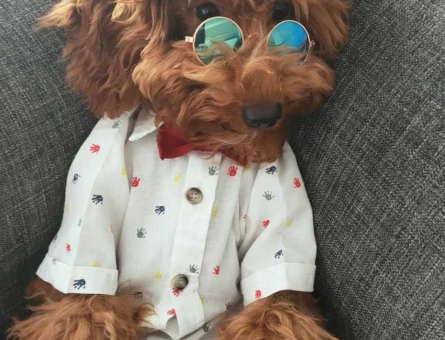 Minyatür Poodle 1 Yaşında Eş Arıyor - 118984447