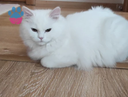 British Shorthair Pamuk Efendi 1 Yaşında