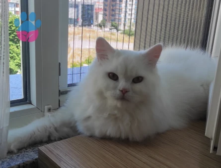 British Shorthair Pamuk Efendi 1 Yaşında