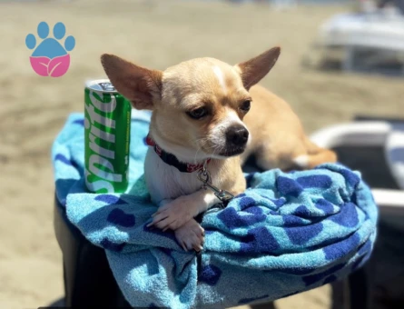 2 yaşındaki dışı chihuahua köpeğime eş arıyorum