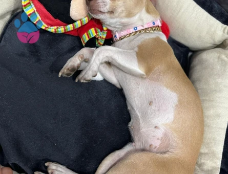 Kızımıza yakışıklı eş arıyoruz