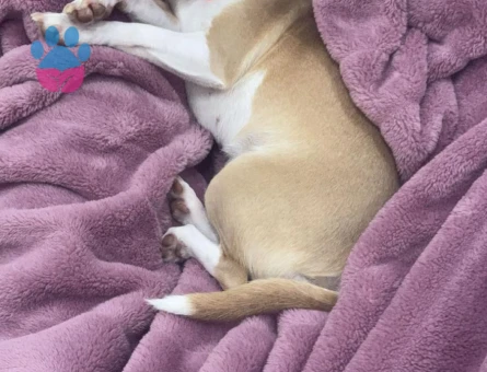 Kızımıza yakışıklı eş arıyoruz