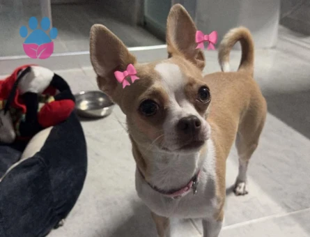 Kızımıza yakışıklı eş arıyoruz