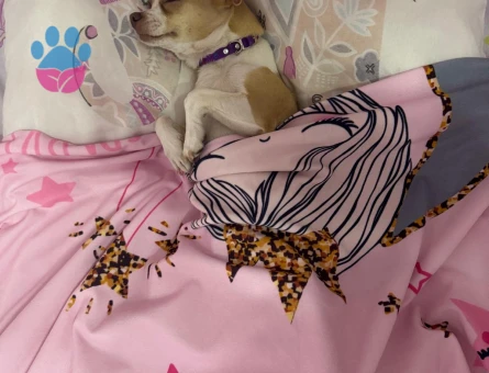 Kızımıza yakışıklı eş arıyoruz