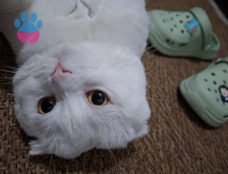 Scottish Fold 1 Yaşında Eş Arıyor