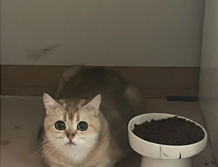 British Shorthair Golden Dişi Kedime Eş Arıyoruz - 118984739