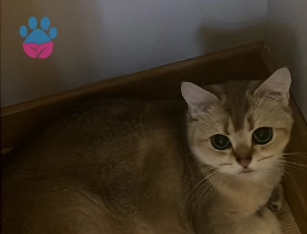 British Shorthair Golden Dişi Kedime Eş Arıyoruz