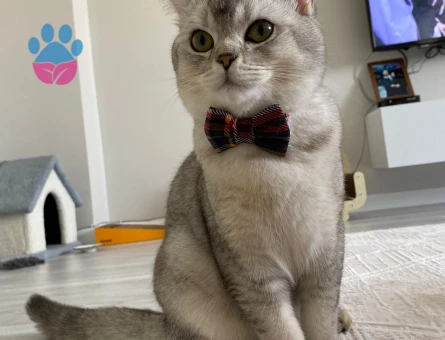 British Shorthair 11 Aylık Kedim Eş Arıyor