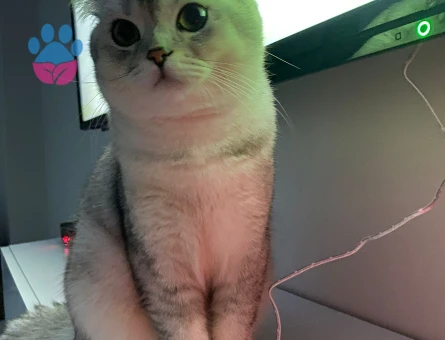 British Shorthair 11 Aylık Kedim Eş Arıyor
