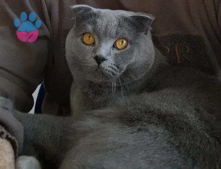 British Shorthair Eş Arıyorum