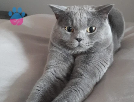 British Kedime Dişi Eş Arıyorum