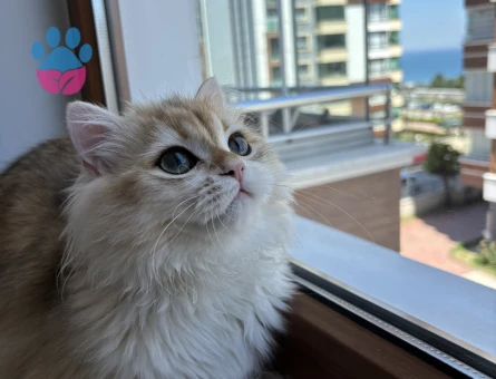 British Longhair Eş Arıyoruz