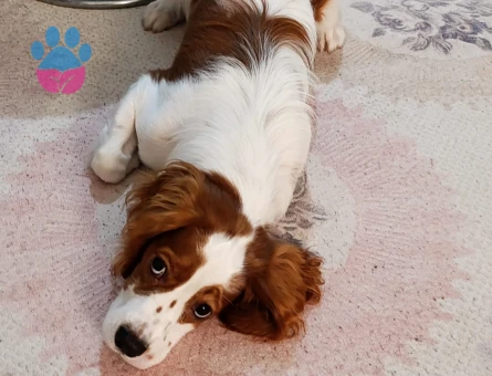 Cavalier king charles spaniel