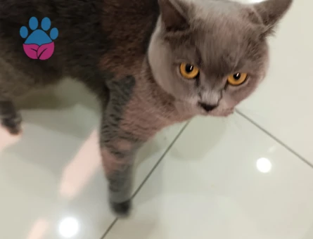 British shorthair Kedime Eş Arıyorum