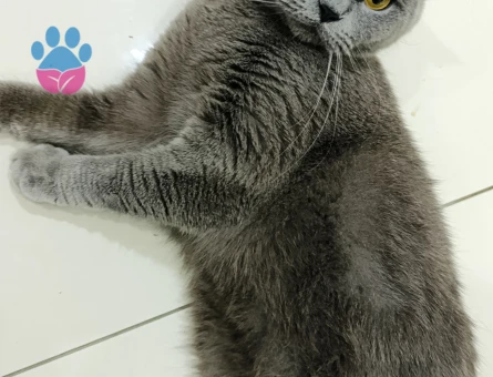 British shorthair Kedime Eş Arıyorum
