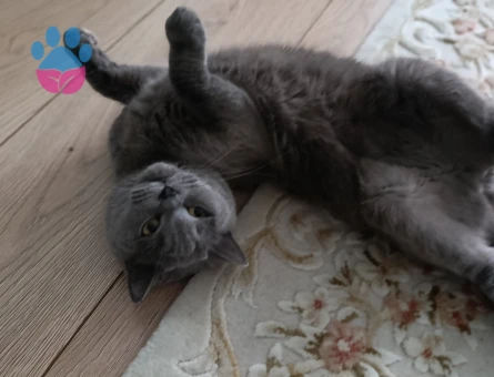 British shorthair Kedime Eş Arıyorum