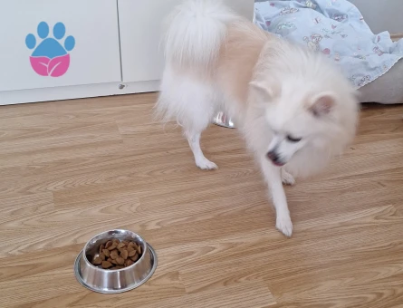 Poomeranian Boo 4 Yaşında Oğluma Eş Arıyorum