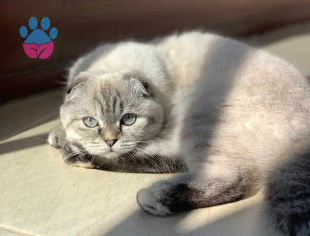 Scottish fold kedime erkek british es ariyorum
