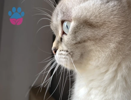 Scottish fold kedime erkek british es ariyorum