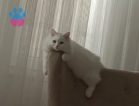 15 aylık dişi british longhair kedime eş arıyorum