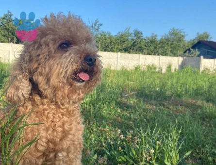 Oğlum Tarçın’a Eş Arıyoruz❤️