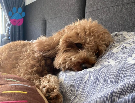 Oğlum Tarçın’a Eş Arıyoruz❤️