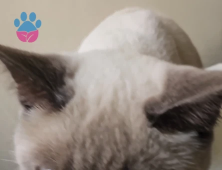 Safkan siyam kızımız Luna'ya uygun eş arıyoruz