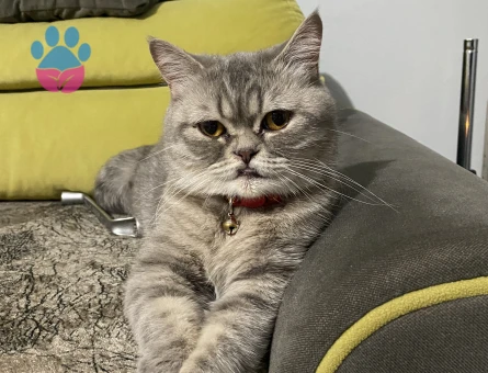 Çifleştirmek için erkek kedi arıyorum