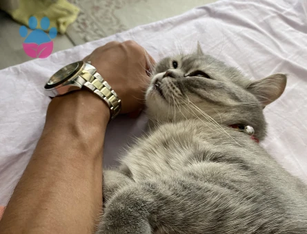 Çifleştirmek için erkek kedi arıyorum