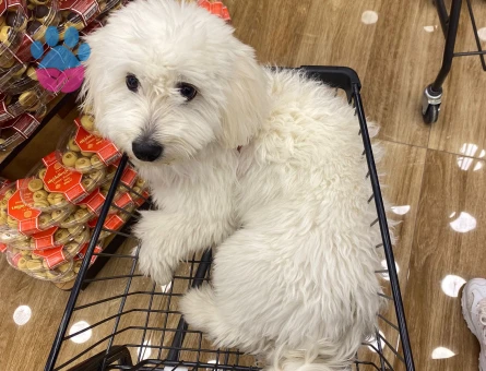 Dişi maltese terrier eş arıyoruz.