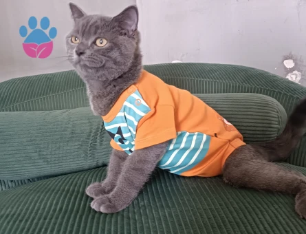 Erkek yavruma eş arıyoruz