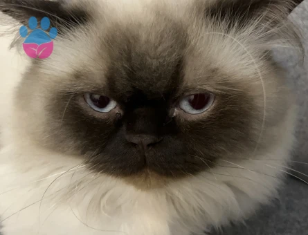 ERKEK KEDİM İÇİN EŞ ARIYORUM