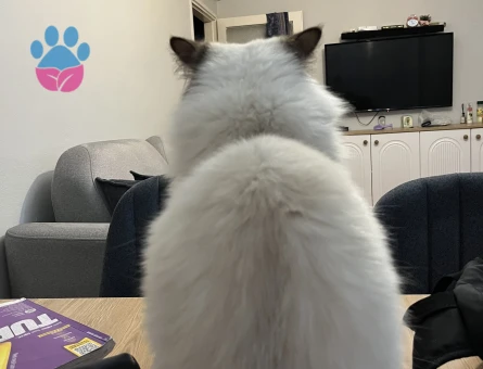 ERKEK KEDİM İÇİN EŞ ARIYORUM