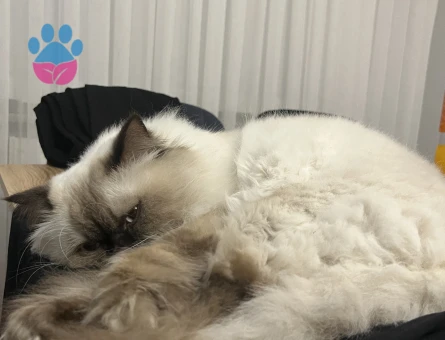 ERKEK KEDİM İÇİN EŞ ARIYORUM