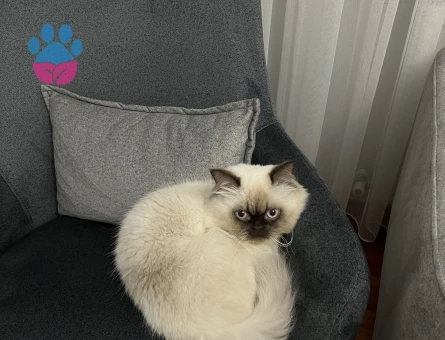 ERKEK KEDİM İÇİN EŞ ARIYORUM