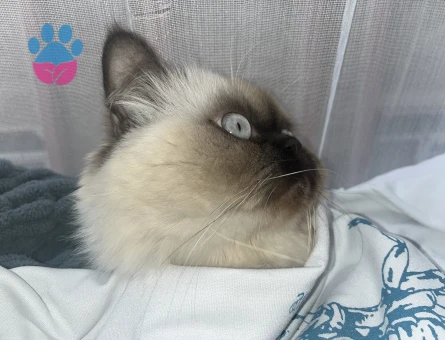 ERKEK KEDİM İÇİN EŞ ARIYORUM