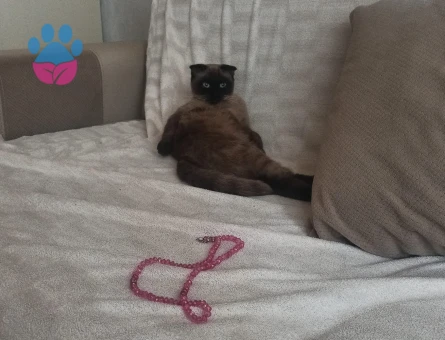 Blue point koca arıyor