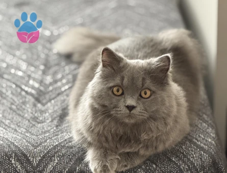 British longhair kedime eş arıyorum