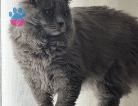 British longhair kedime eş arıyorum