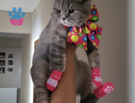 British shorthair kendimize eş arıyoruz